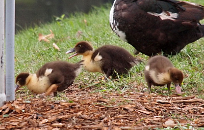 [Two ducklings with their left side facing the camera walk from right to left. These ducklings have brown heads, yellow necks and a tiny yellow-white wing on their brown bodies. The one in the back has its mouth open as if it is calling to another duckling. A third duckling is bent to the ground and faced the camera so its pink bill and two brown legs touch the ground. It also has a mostly brown head with a yellow neck and a tiny light-colored wing. The body of the mother, which is mostly black, is behind the ducklings.]